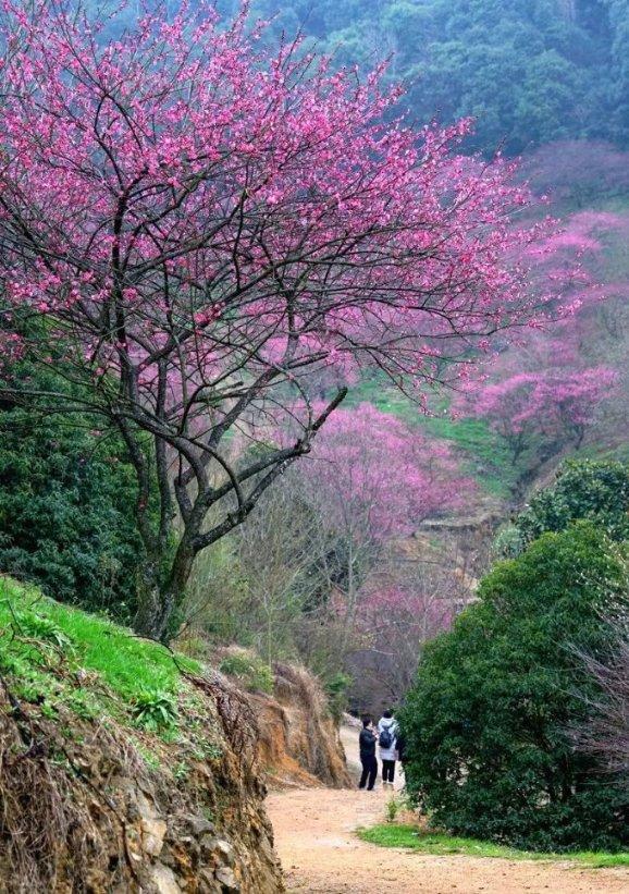 逃离椰子岛